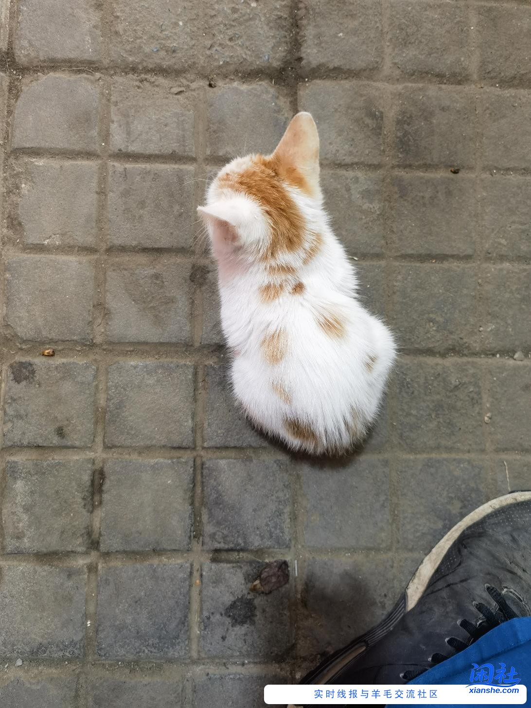 那里有猫粮