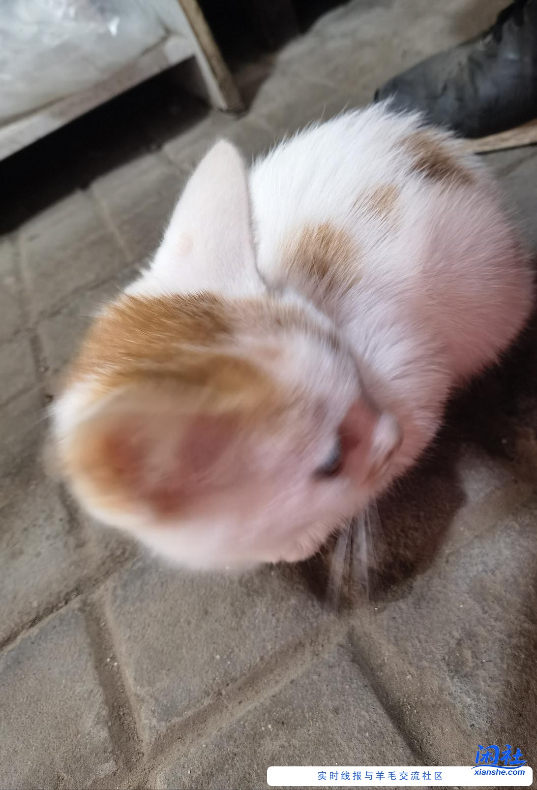 那里有猫粮