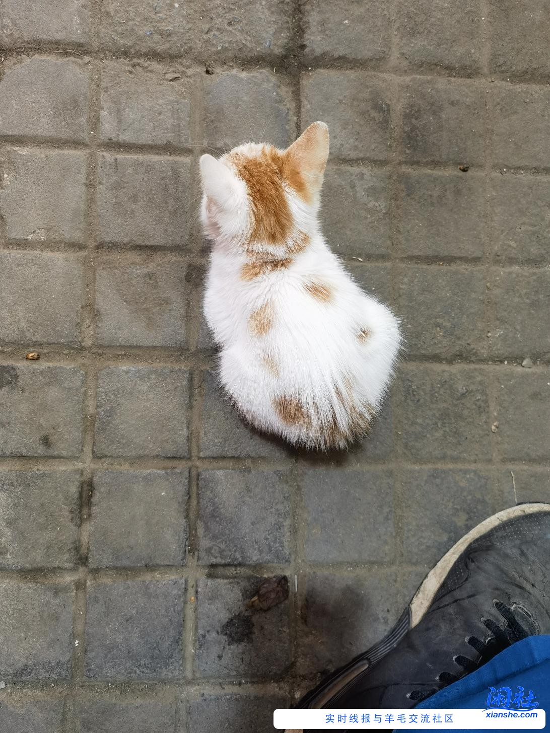 那里有猫粮