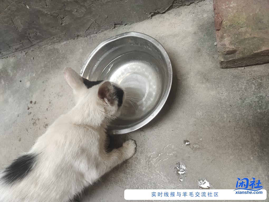 同情心又范了