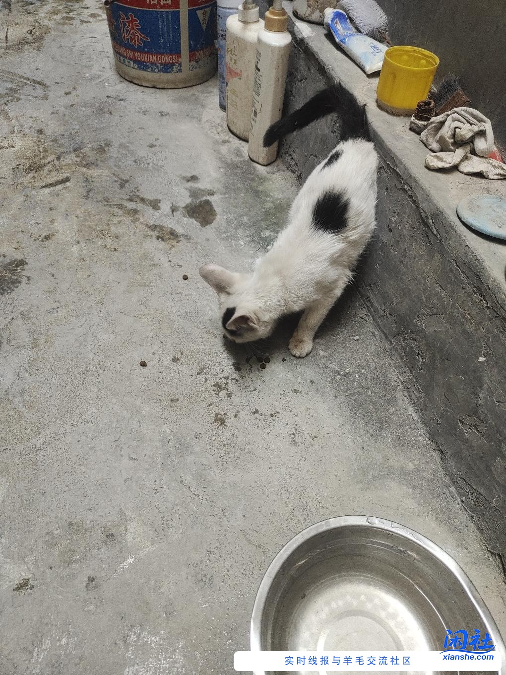 同情心又范了