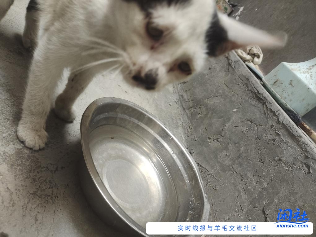 同情心又范了