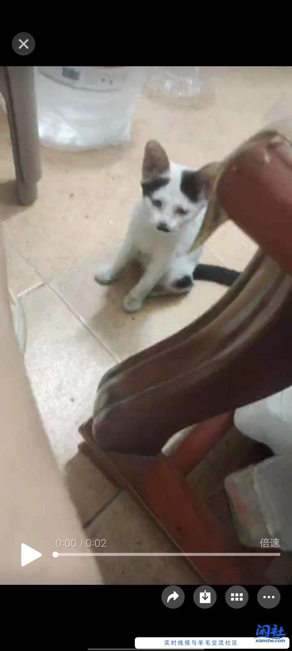 八嘎猫