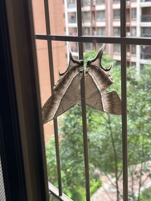 这是啥蝴蝶。真恶心