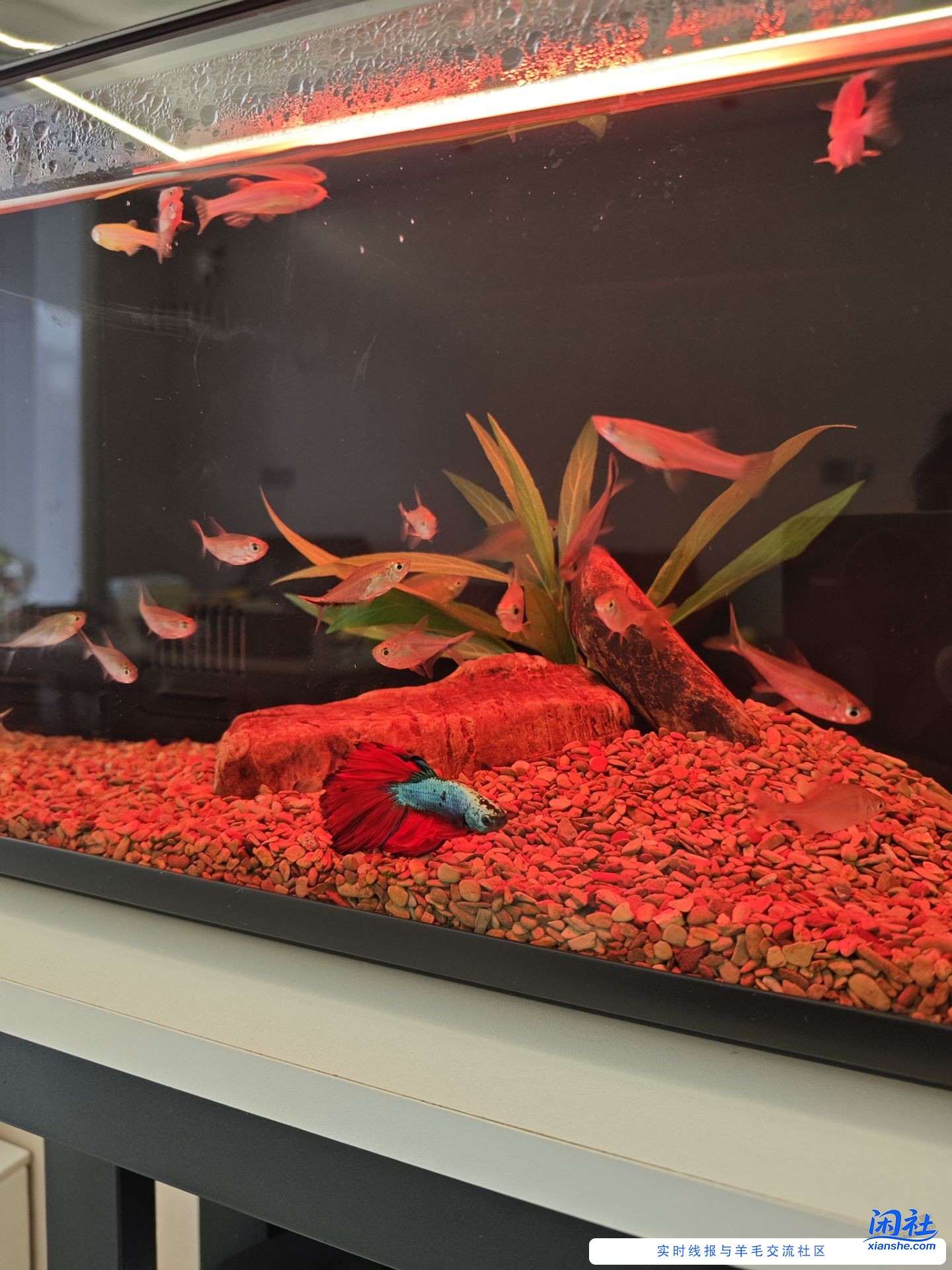 小米鱼缸水泵又开始鬼叫了，换了两次了，真折磨人