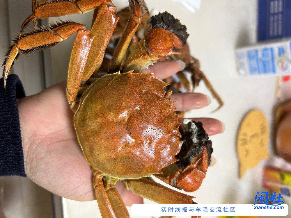 这个螃蟹的成色怎么样？
