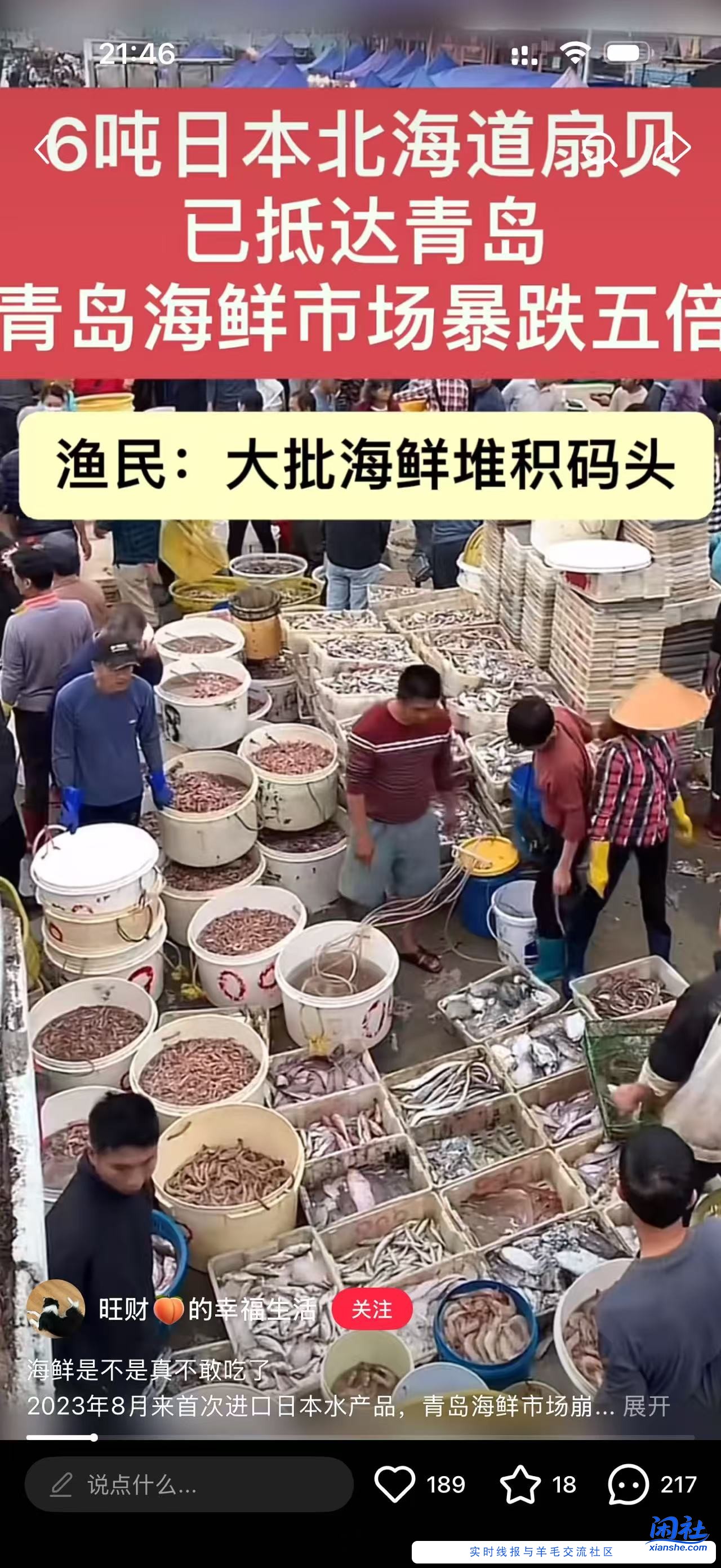 买了11斤鲜活扇贝