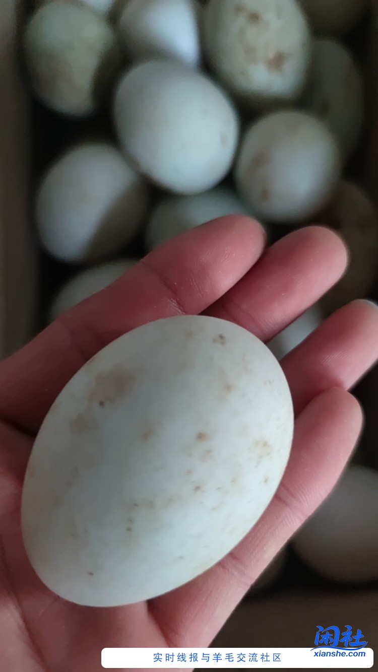 撸的鸭蛋到货了谁说京喜垃圾的？我就觉得很好啊，晒单